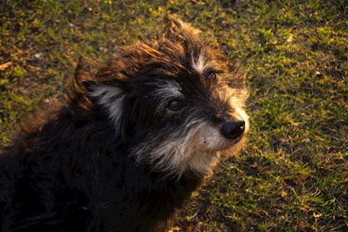 Gyopár- petsitter Budapest or Pet nanny for dogs cats