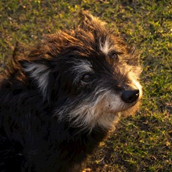 thumbnail petsitter Budapest or pet nanny for dogs cats