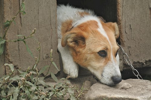 Gyopár- petsitter Budapest or Pet nanny for dogs cats