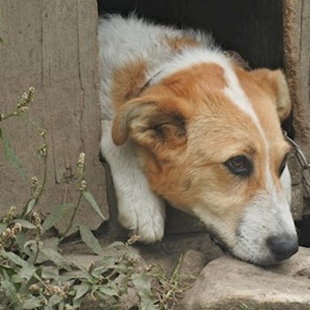 thumbnail petsitter Budapest or pet nanny for dogs cats