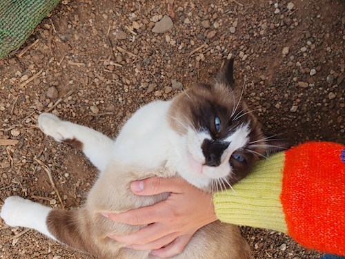 Gyopár- petsitter Budapest or Pet nanny for dogs cats