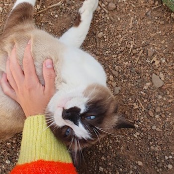 thumbnail petsitter Budapest or pet nanny for dogs cats