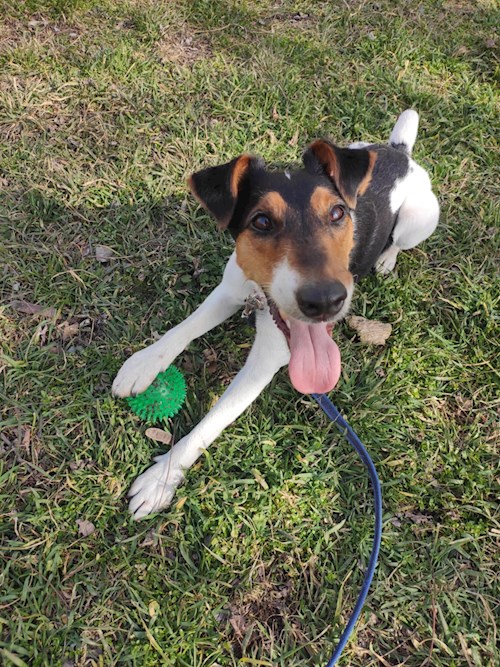 Eszter- petsitter Budapest or Pet nanny for dogs cats