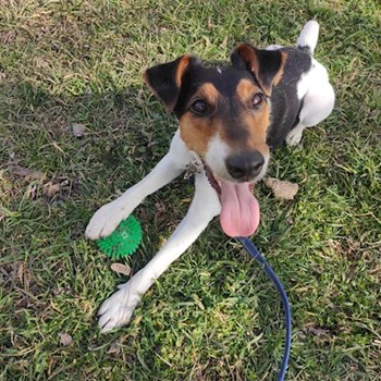 thumbnail petsitter Budapest or pet nanny for dogs cats