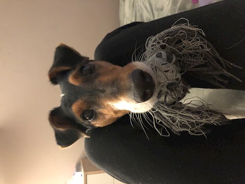 Eszter- petsitter Budapest or Pet nanny for dogs cats