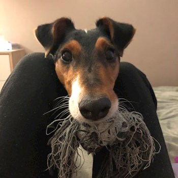 thumbnail petsitter Budapest or pet nanny for dogs cats