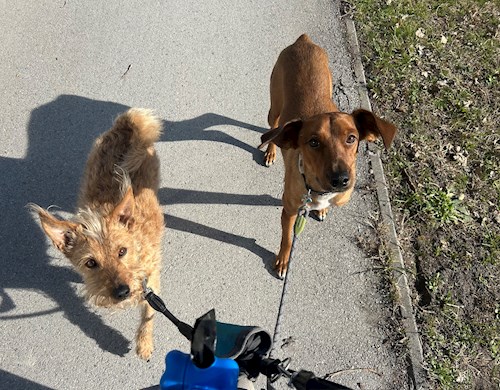 Gréta- petsitter Budapest or Pet nanny for dogs cats