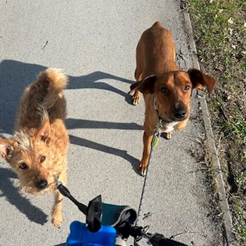 thumbnail petsitter Budapest or pet nanny for dogs cats