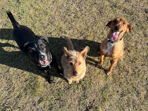 Gréta- petsitter Budapest or Pet nanny for dogs cats