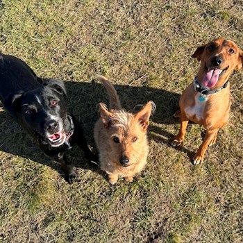 thumbnail petsitter Budapest or pet nanny for dogs cats