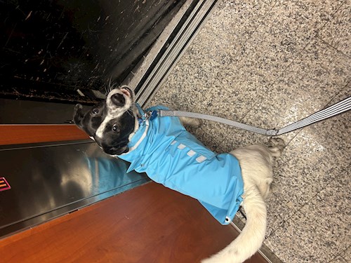 Gréta- petsitter Budapest or Pet nanny for dogs cats