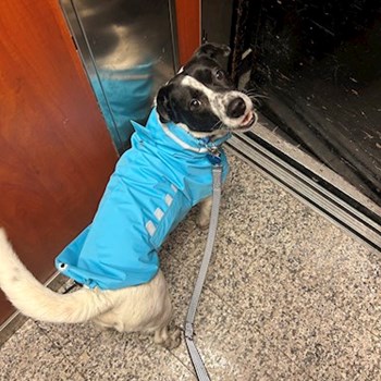 thumbnail petsitter Budapest or pet nanny for dogs cats