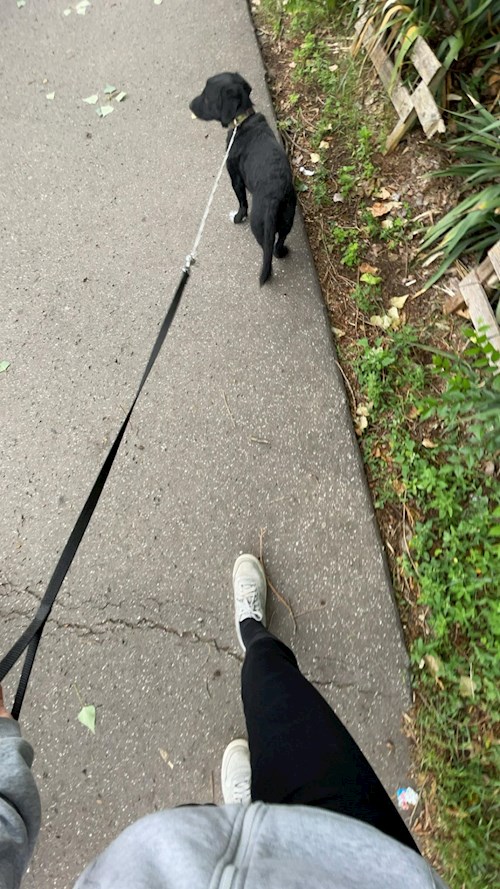 Szűcs- petsitter Budapest vagy Állat szitter a kutyák cicák