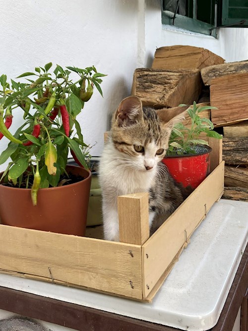 Cecília- petsitter Budapest or Pet nanny for dogs cats