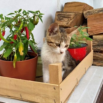 thumbnail petsitter Budapest or pet nanny for dogs cats