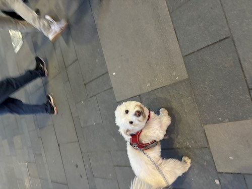 Lina- petsitter Budapest or Pet nanny for dogs cats