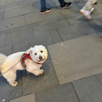 thumbnail petsitter Budapest or pet nanny for dogs cats