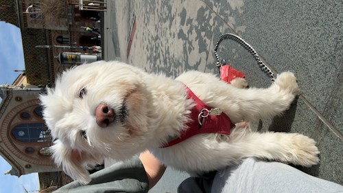 Lina- petsitter Budapest or Pet nanny for dogs cats