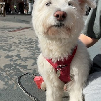 thumbnail petsitter Budapest or pet nanny for dogs cats