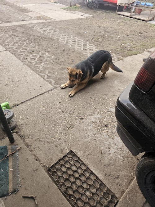 Miklósi- petsitter Budapest vagy Állat szitter a kutyák cicák