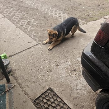 thumbnail petsitter Budapest vagy Állat szitter a kutyák cicák