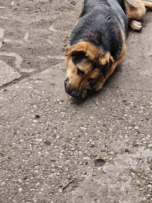 Miklósi- petsitter Budapest vagy Állat szitter a kutyák cicák