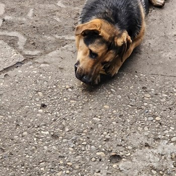 thumbnail petsitter Budapest vagy Állat szitter a kutyák cicák