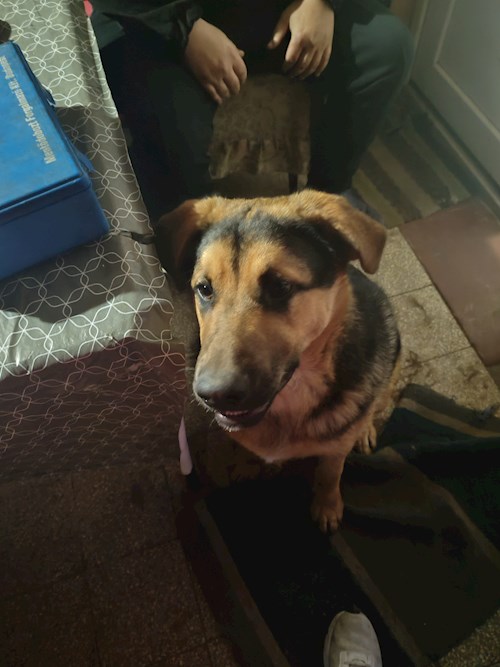 Miklósi- petsitter Budapest vagy Állat szitter a kutyák cicák