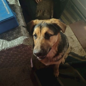 thumbnail petsitter Budapest vagy Állat szitter a kutyák cicák