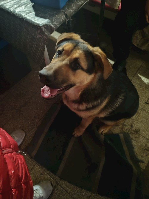 Miklósi- petsitter Budapest vagy Állat szitter a kutyák cicák