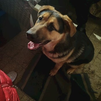 thumbnail petsitter Budapest vagy Állat szitter a kutyák cicák