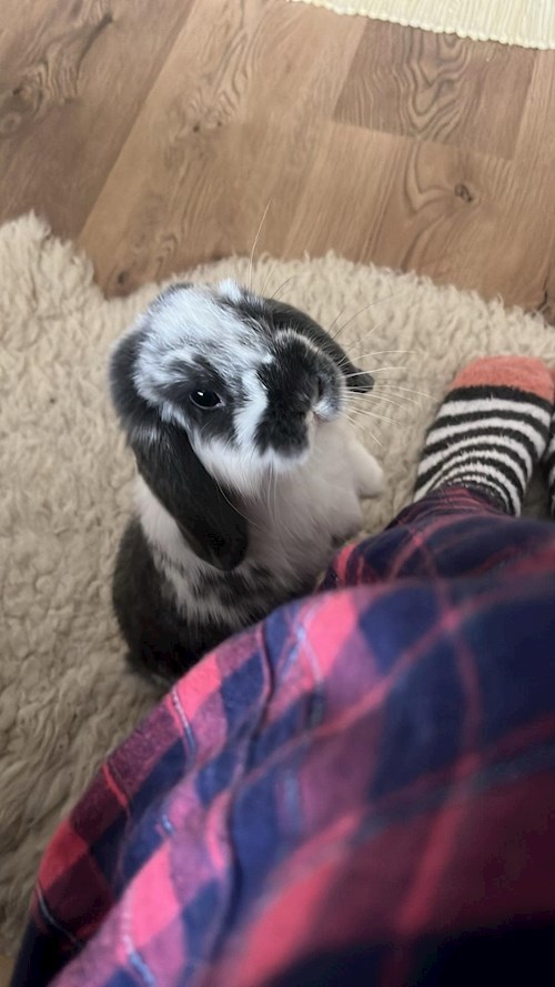 Nemes- petsitter Göd vagy Állat szitter a kutyák cicák