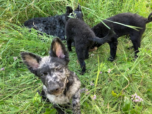 Cecília- petsitter Budapest or Pet nanny for dogs cats