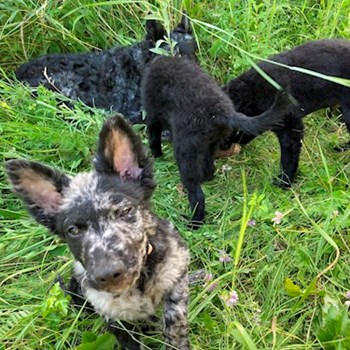 thumbnail petsitter Budapest or pet nanny for dogs cats