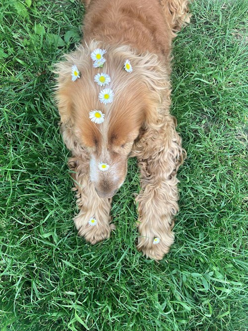 Cecília- petsitter Budapest or Pet nanny for dogs cats