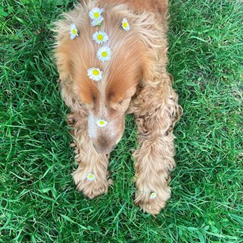 thumbnail petsitter Budapest or pet nanny for dogs cats