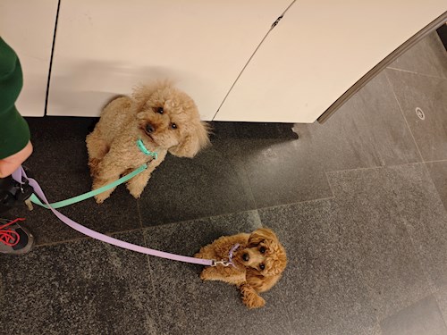Agócs- petsitter Budapest or Pet nanny for dogs 