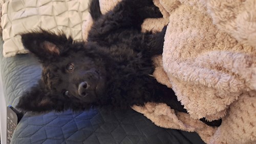 Varga- petsitter Budapest vagy Állat szitter a kutyák