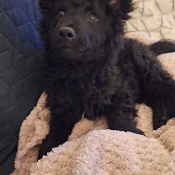 thumbnail petsitter Budapest vagy Állat szitter a kutyák