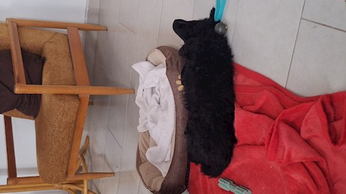 Varga- petsitter Budapest vagy Állat szitter a kutyák