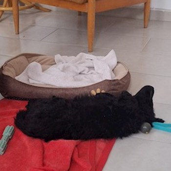 thumbnail petsitter Budapest vagy Állat szitter a kutyák