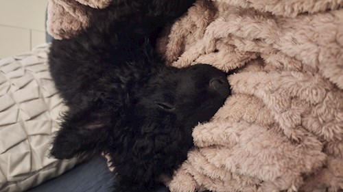 Varga- petsitter Budapest vagy Állat szitter a kutyák