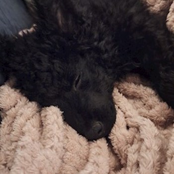 thumbnail petsitter Budapest vagy Állat szitter a kutyák