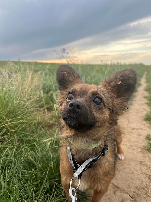 Noémi- petsitter Pécel or Pet nanny for