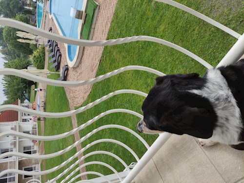 Ildikó- petsitter Budapest or Pet nanny for dogs cats