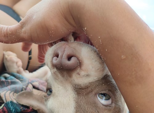 Fernanda- petsitter Budapest or Pet nanny for dogs cats