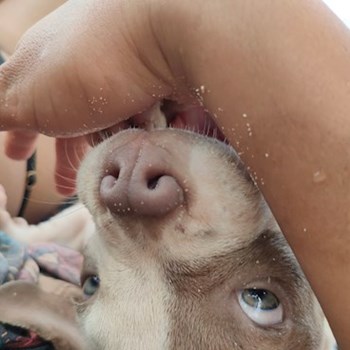 thumbnail petsitter Budapest or pet nanny for dogs cats