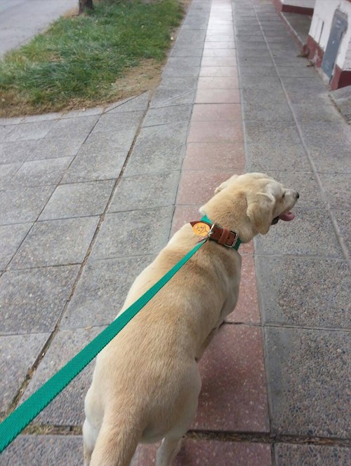 Fernanda- petsitter Budapest or Pet nanny for dogs cats