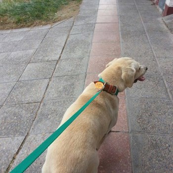 thumbnail petsitter Budapest or pet nanny for dogs cats