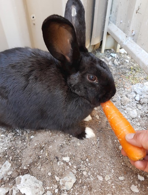 Fernanda- petsitter Budapest or Pet nanny for dogs cats